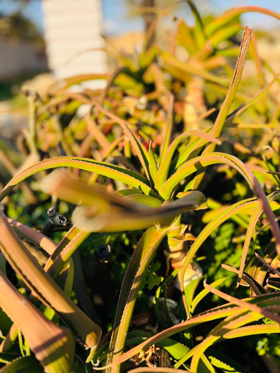🌵Barberae Aloe (Tree Aloe) 2