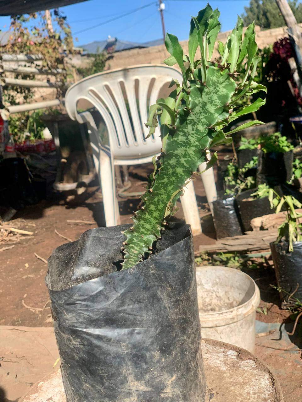 African Milk Tree