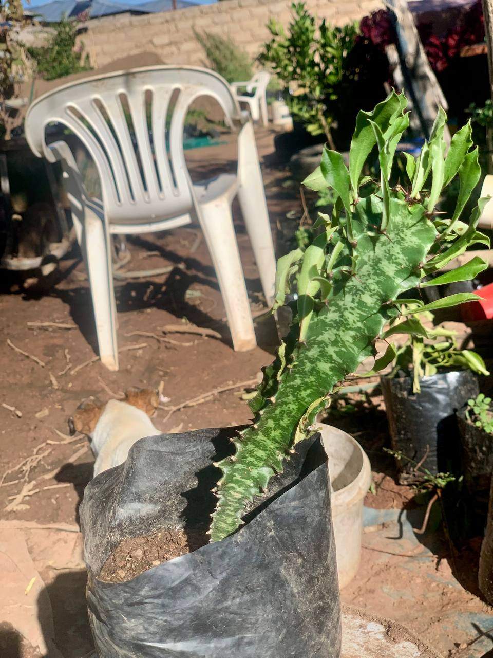 African Milk Tree 2
