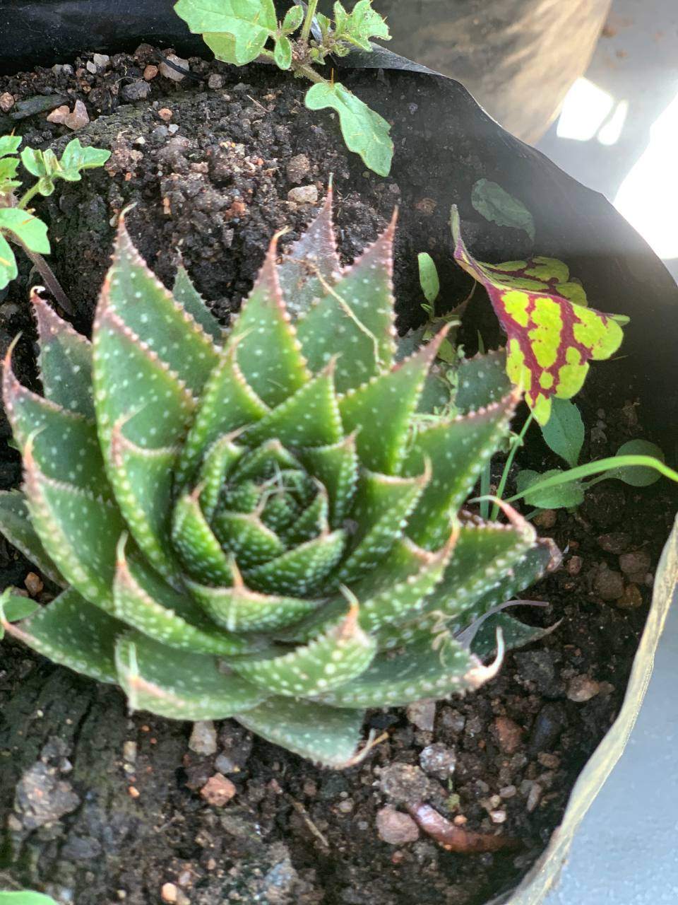 Guinea Fowl Aloe