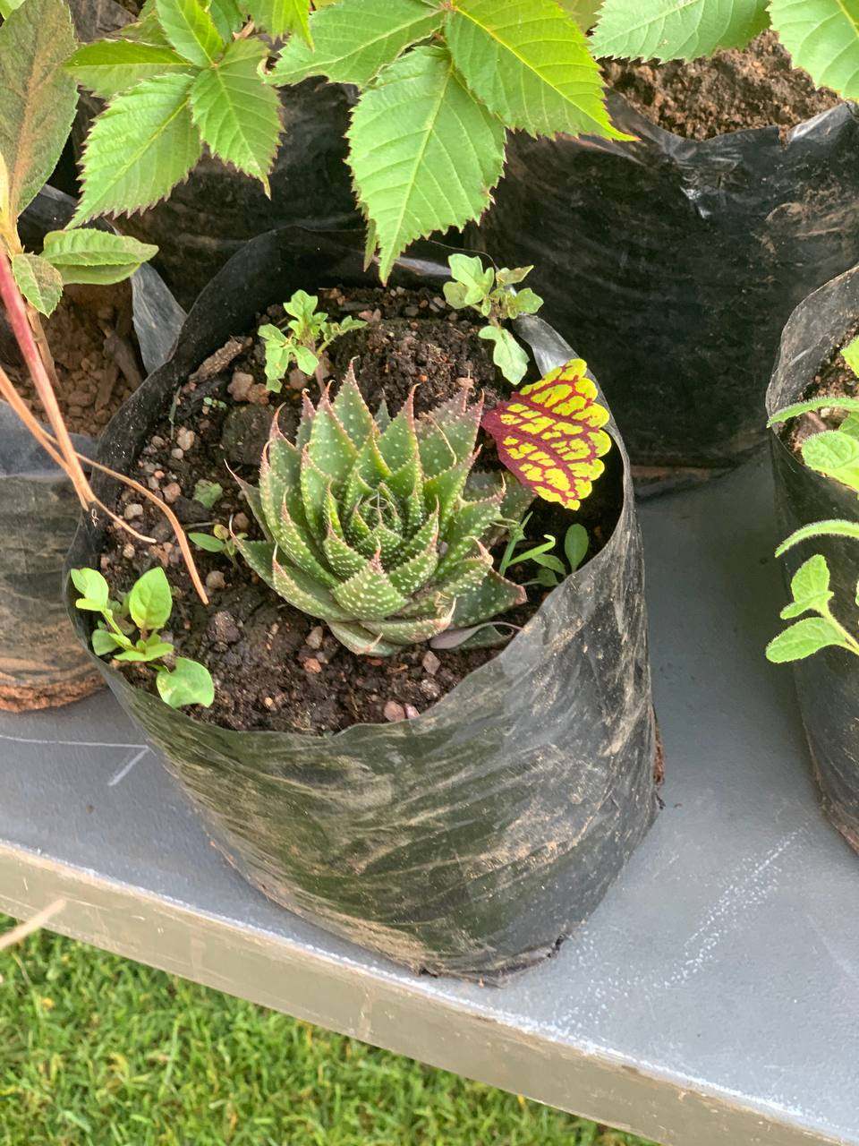Guinea Fowl Aloe 2