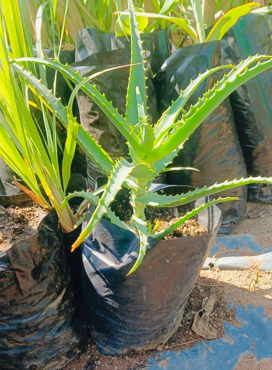 Standard Aloes (Premium Aloe)