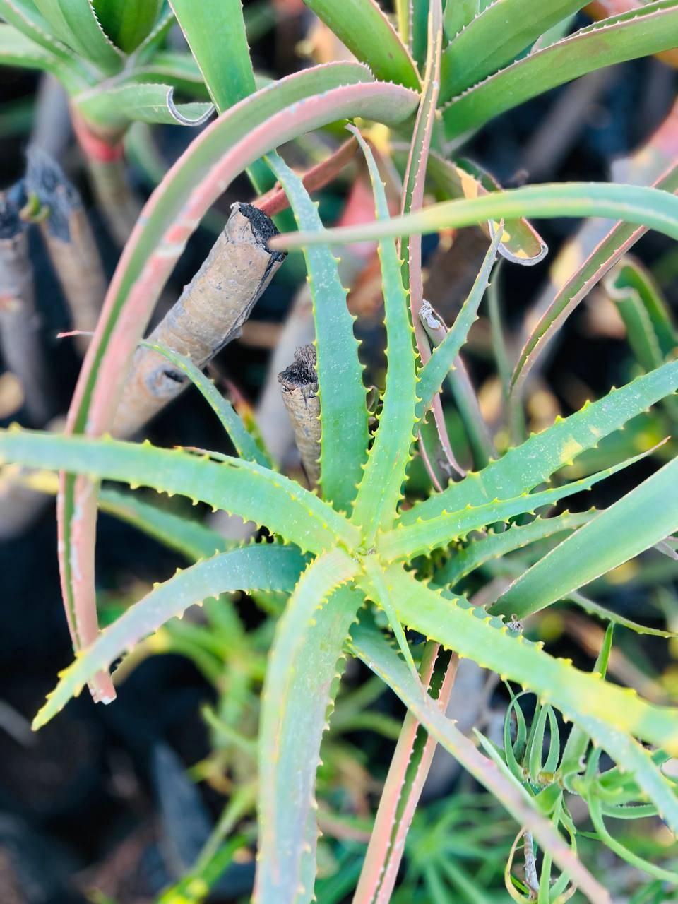Standard Aloes (Premium Aloe) 2