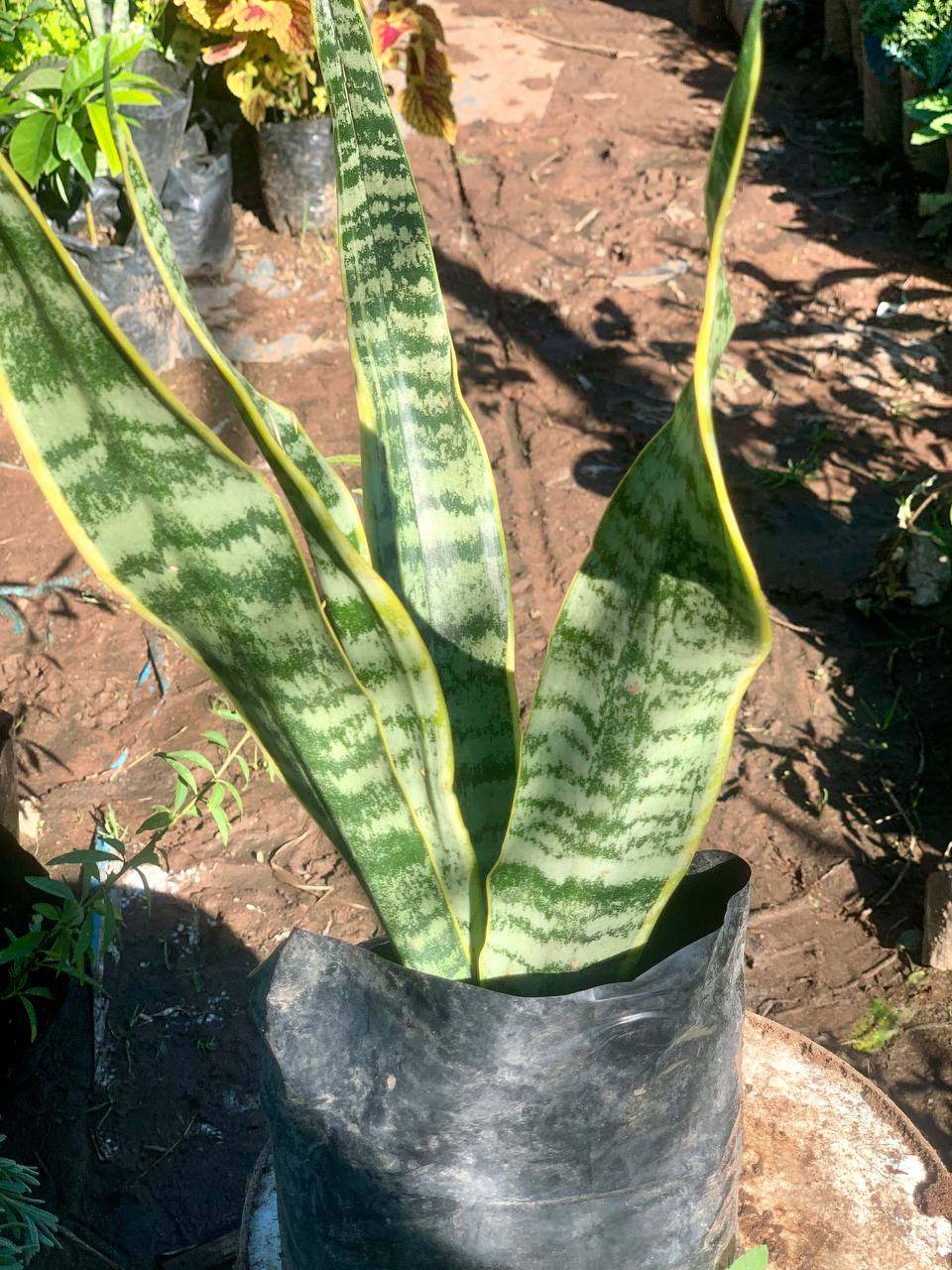 Snake Plant (Hardy Succulent)