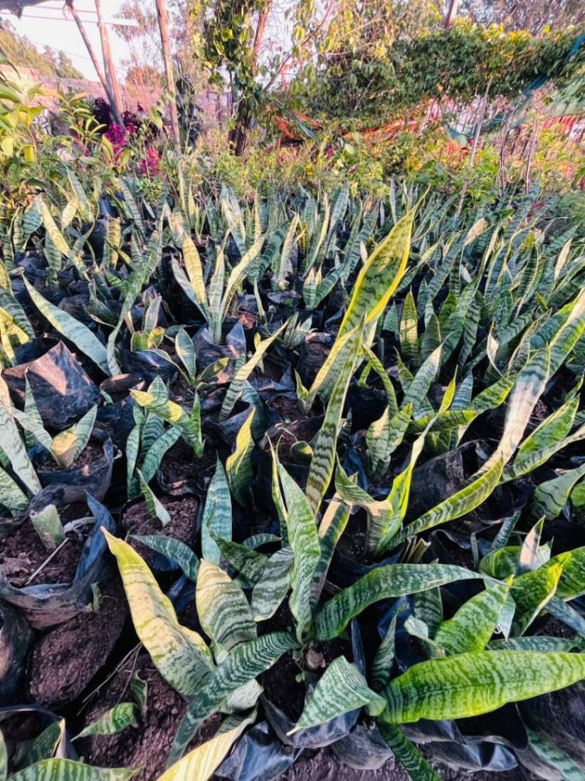 Snake Plant (Hardy Succulent) 2
