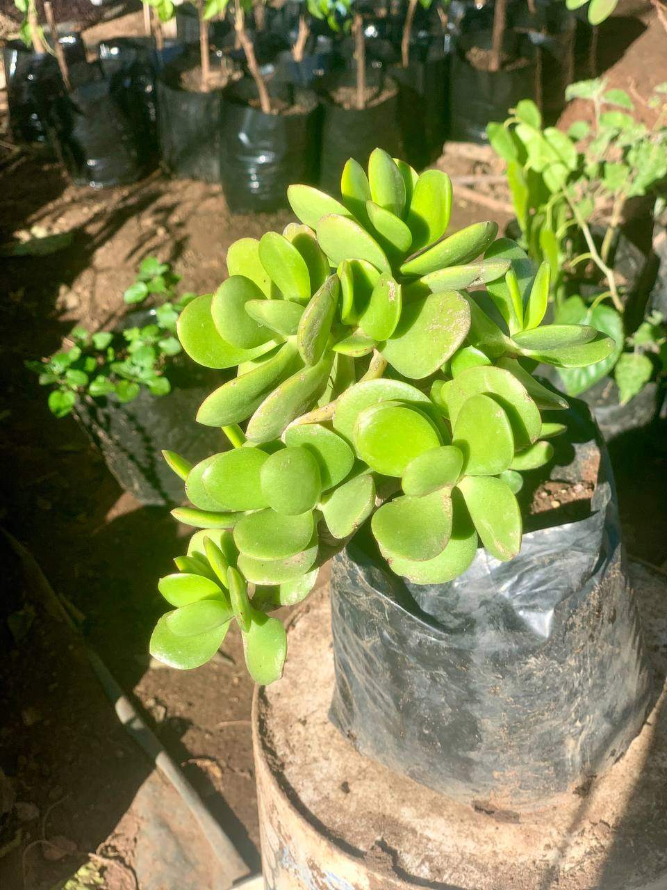 Jade Plant (Life Plant)