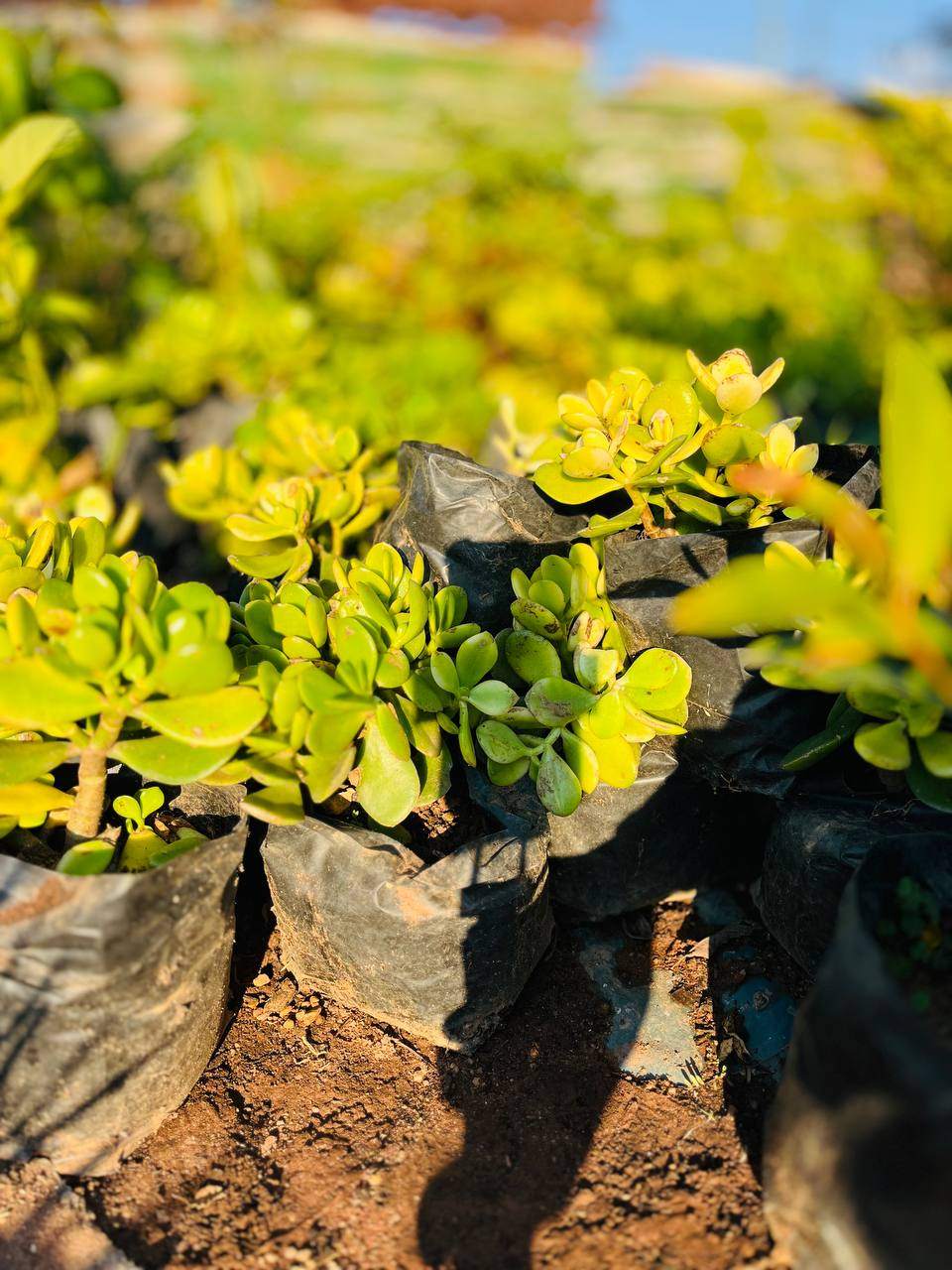 Jade Plant (Life Plant) 2