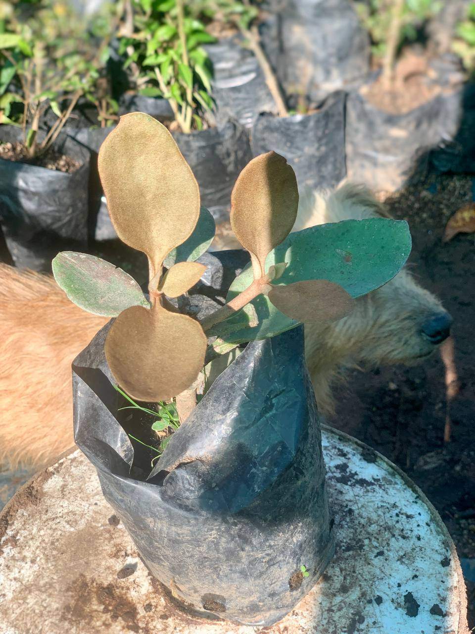 Copper Spoon (Hardy Succulent)