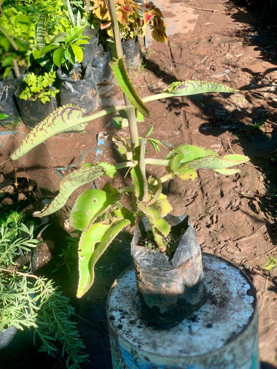 Mother of Thousands  (Hardy Succulent)