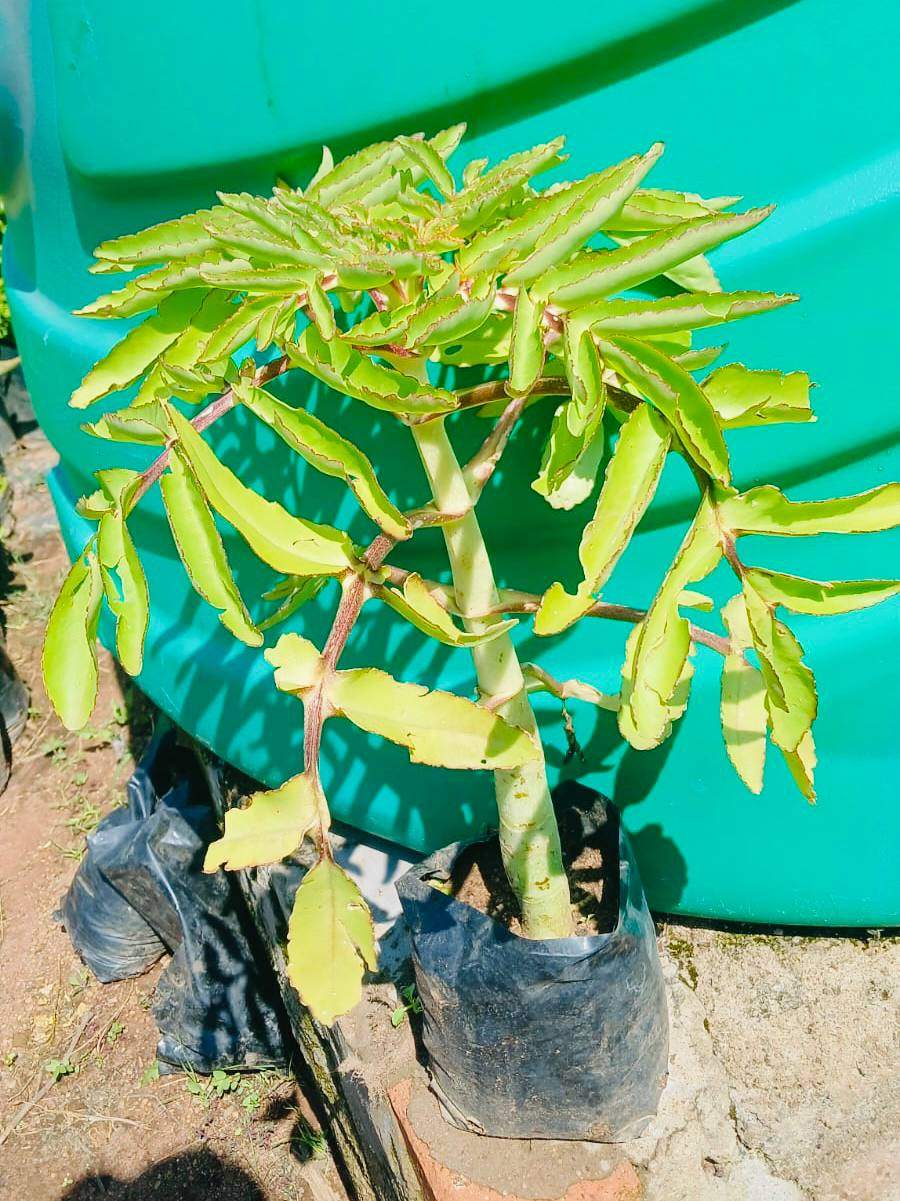 Mother of Thousands  (Hardy Succulent) 2