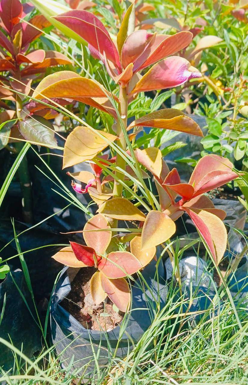 African Milk Bush
