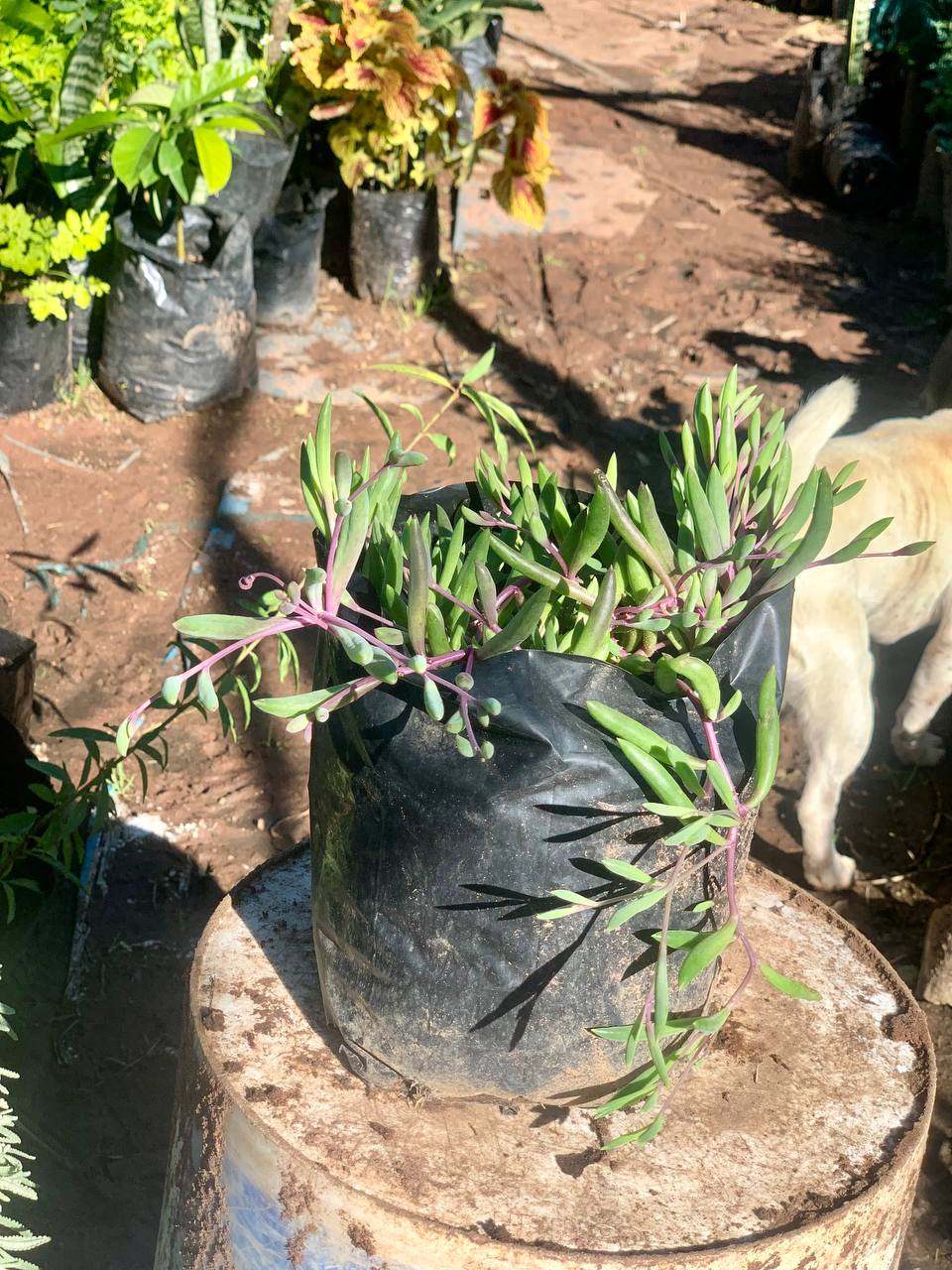 String of Bananas 2