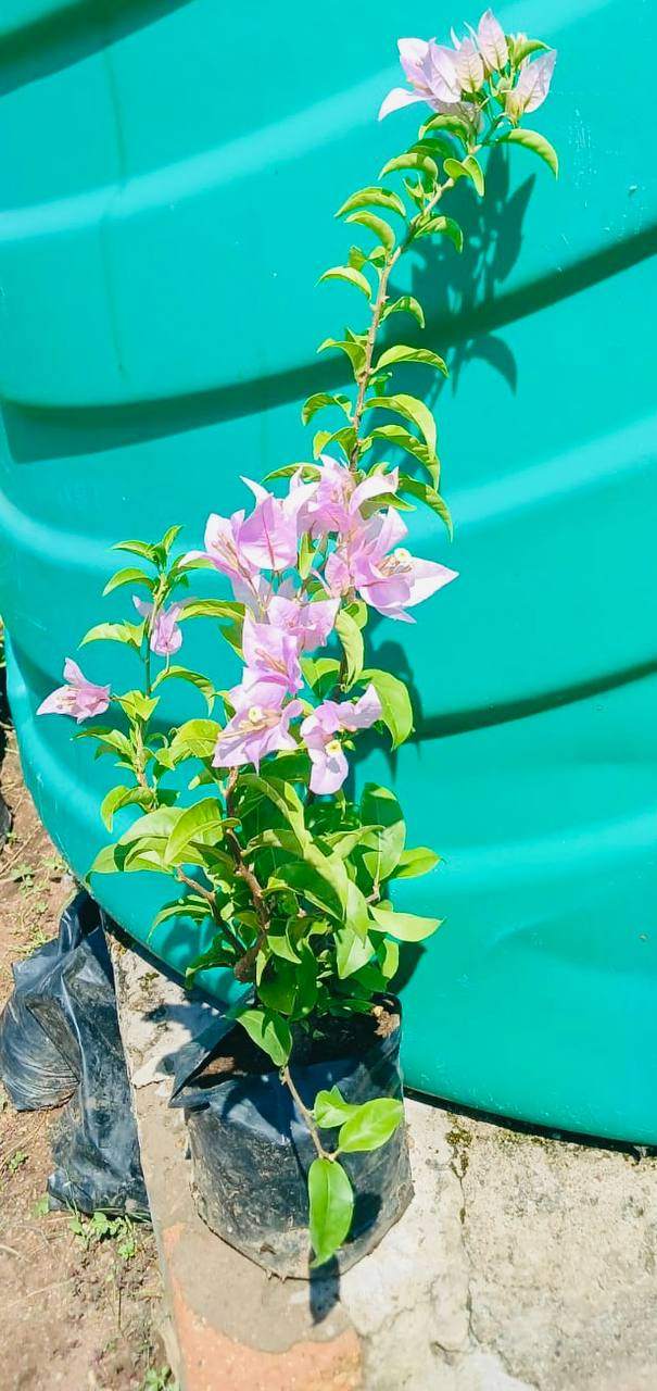Bougainvillea (Flowering Shrub)