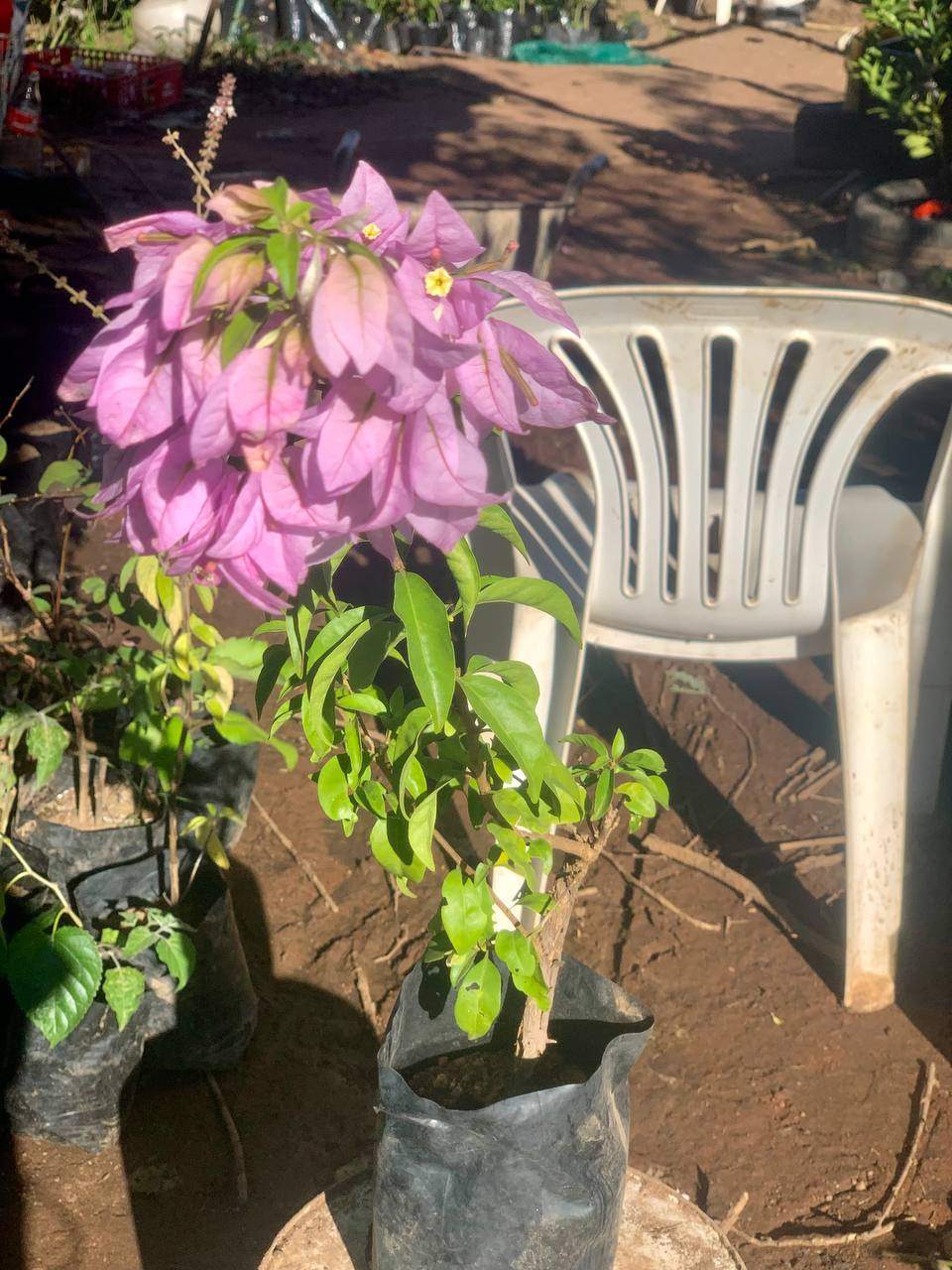 Bougainvillea (Flowering Shrub) 2