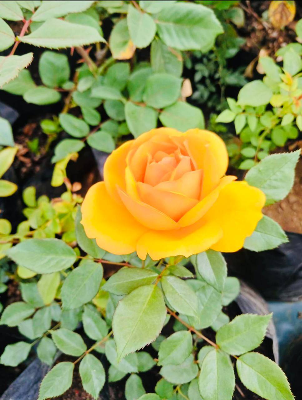 Roses (Flowering Shrub)