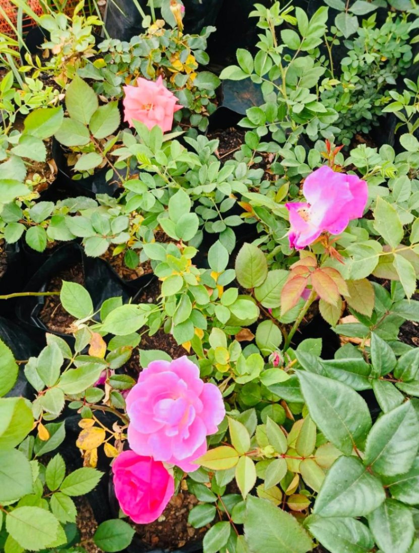 Roses (Flowering Shrub) 2