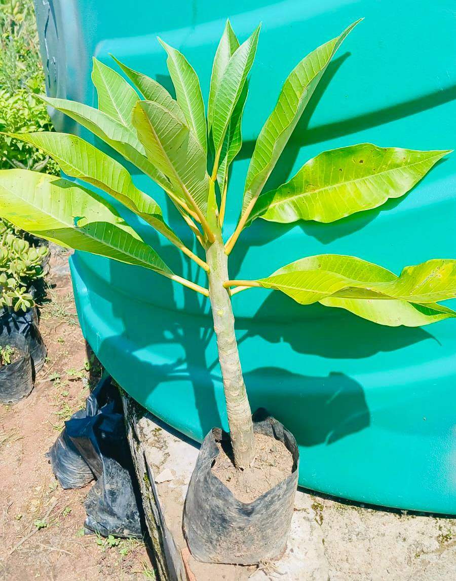  Frangipani (Flowering Shrub / Tree)