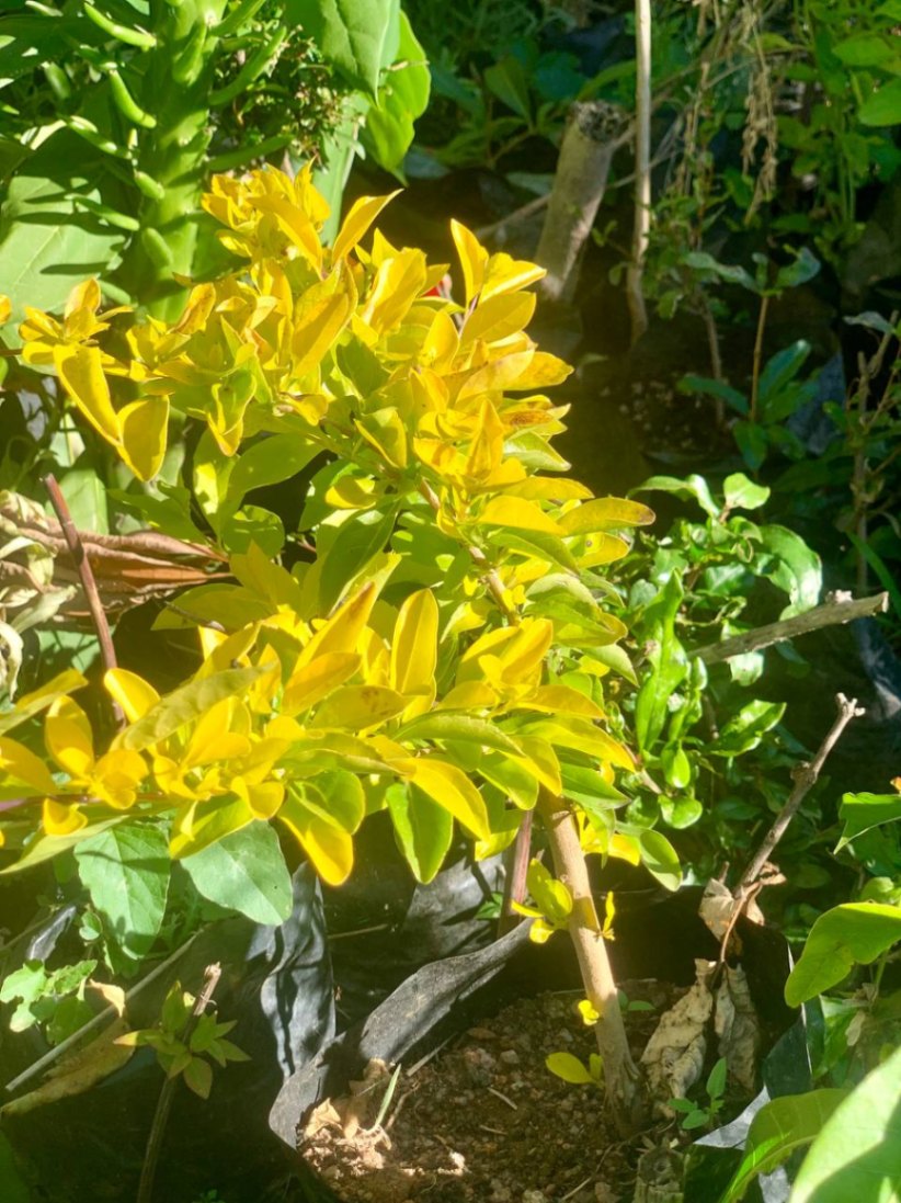Duranta (Flowering Shrub)