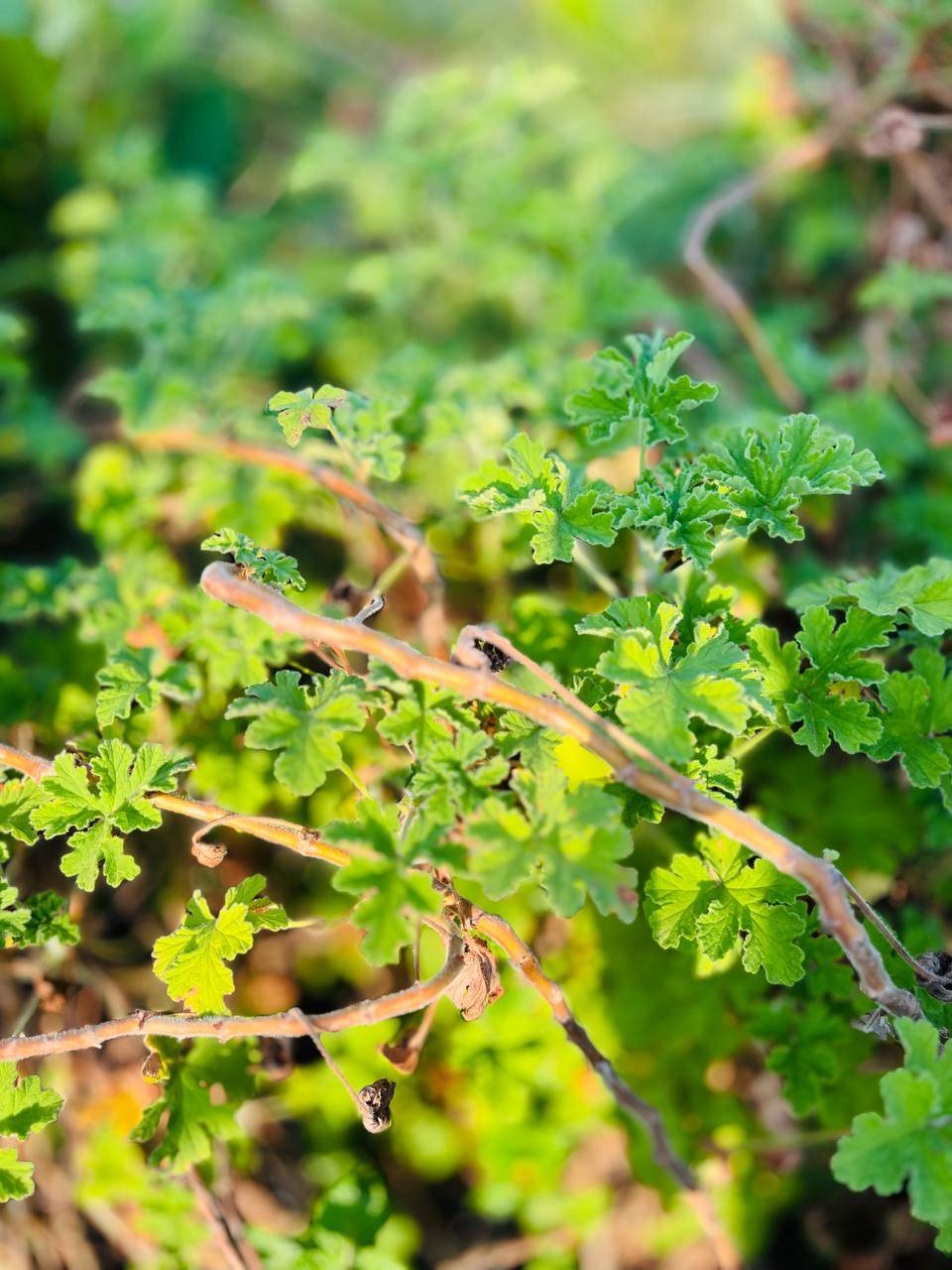 Geranium 2