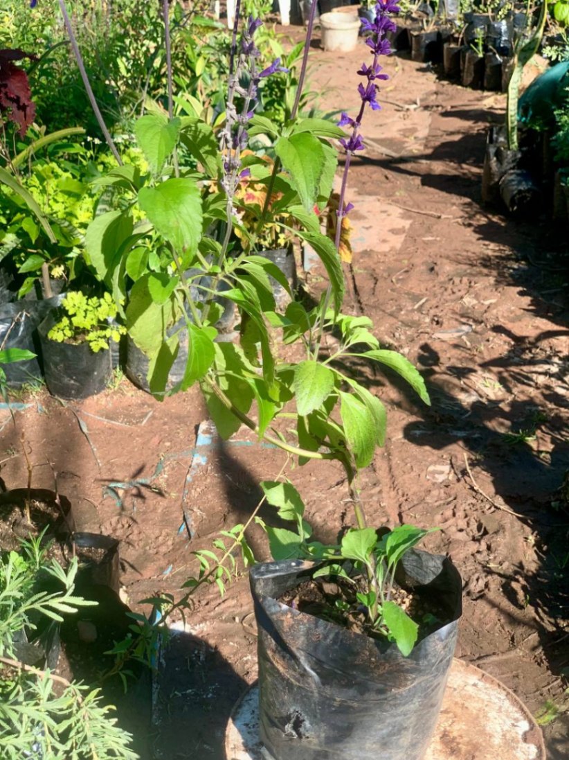 Mealycup Sage