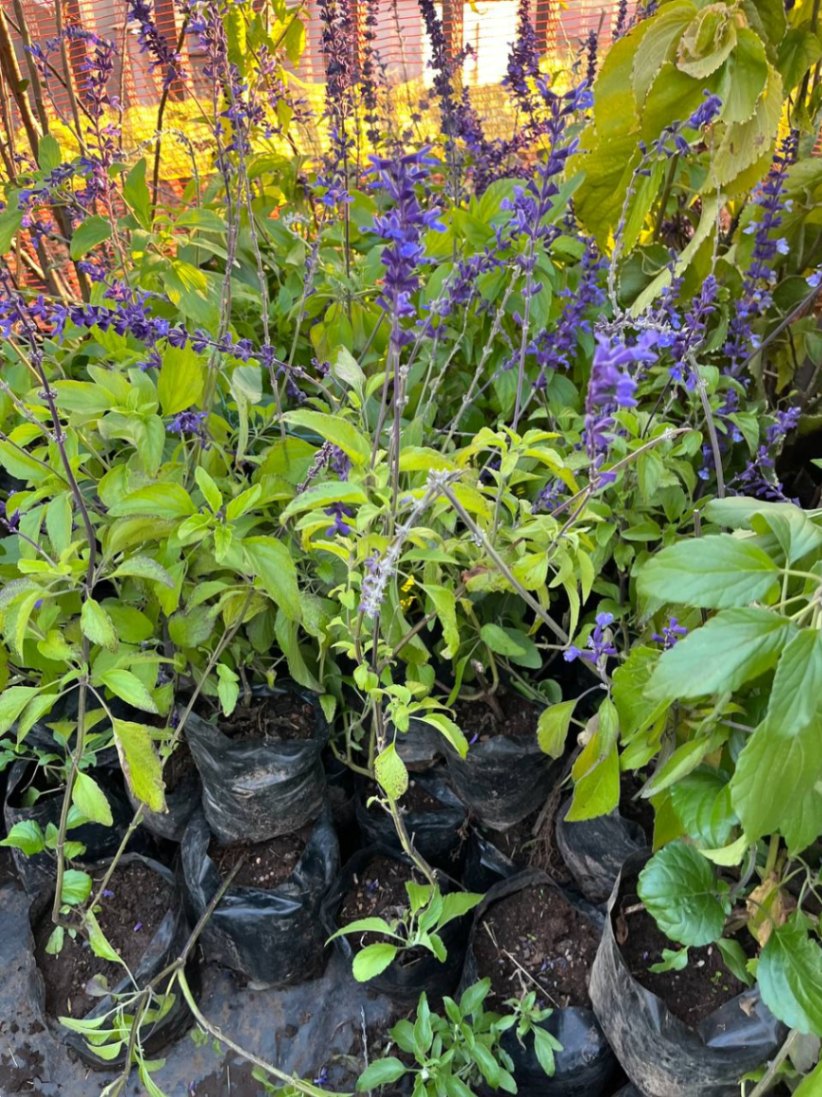 Mealycup Sage 2