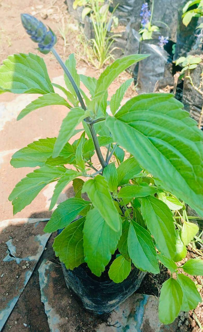 Salvia Sage