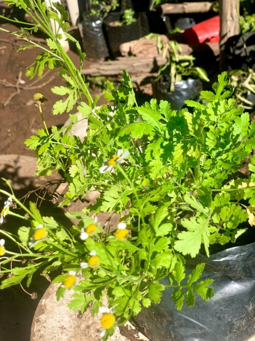  Passion Fruit Daisy 2