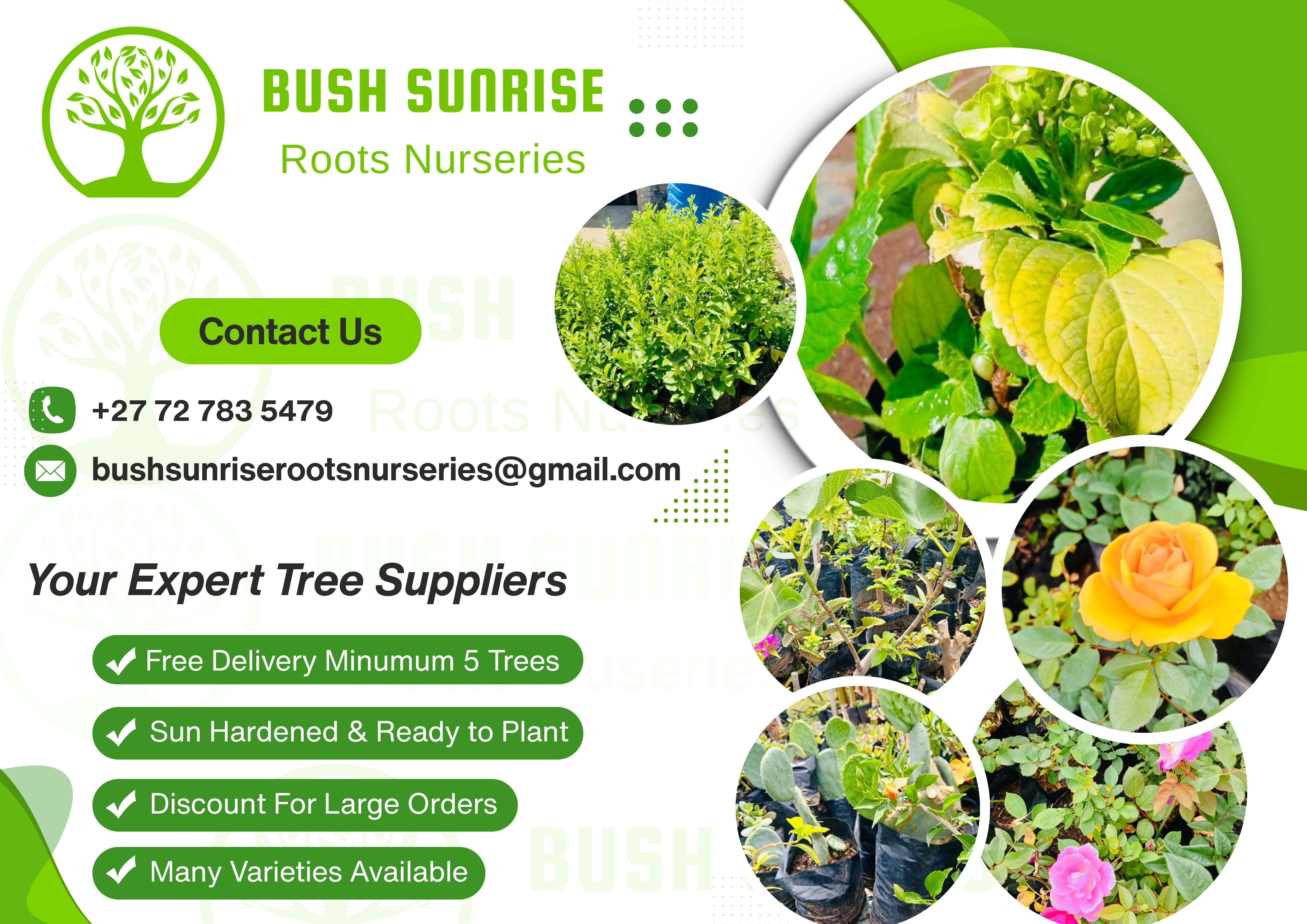 Bush Sunrise Roots Nurseries cover