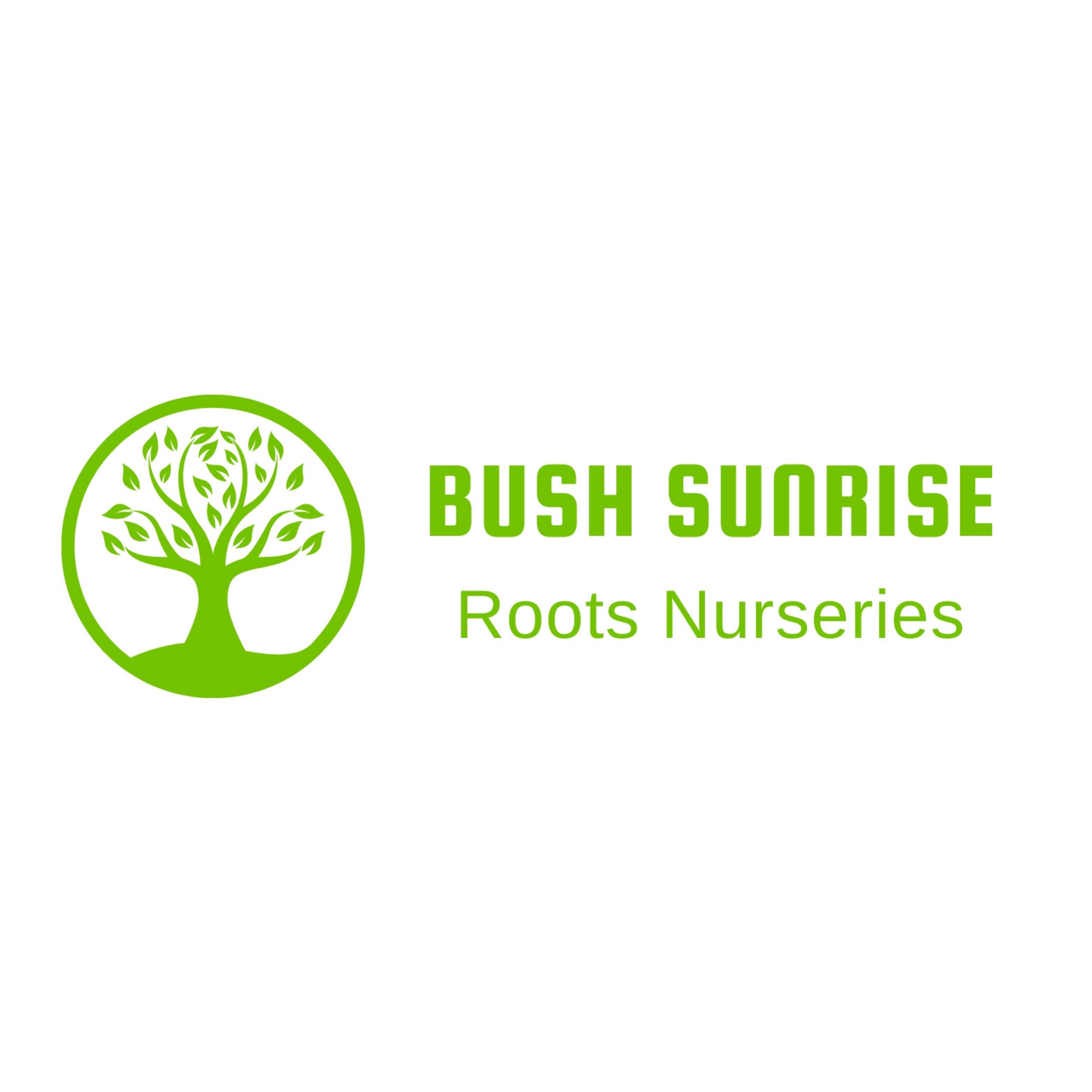 Bush Sunrise Roots Nurseries